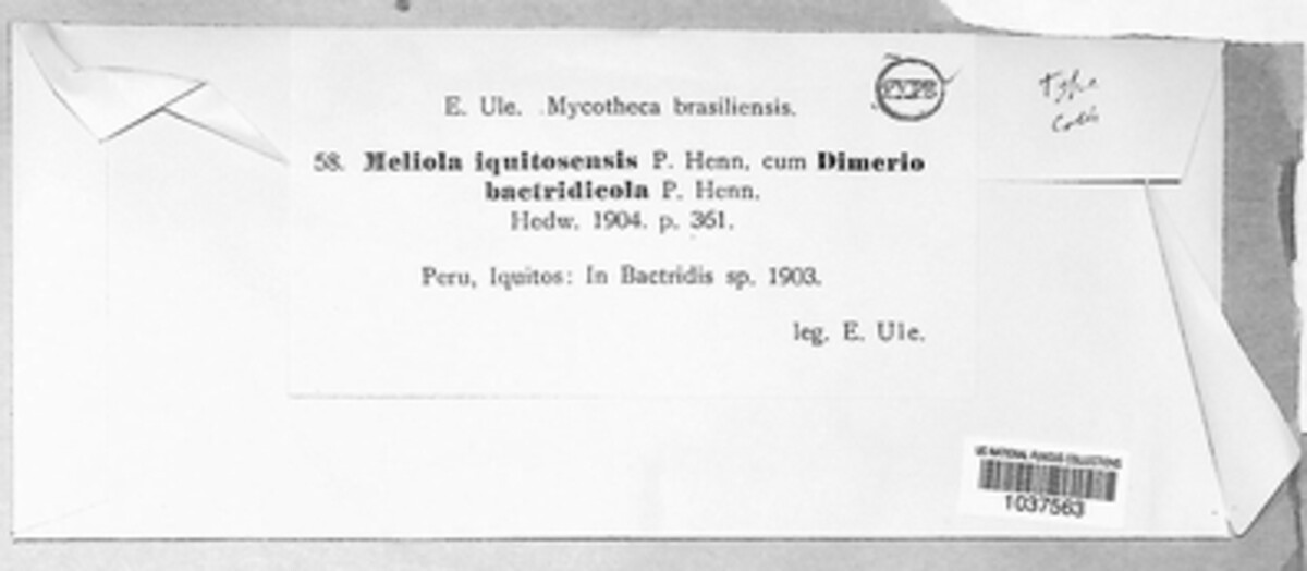 Asteridiella iquitosensis image